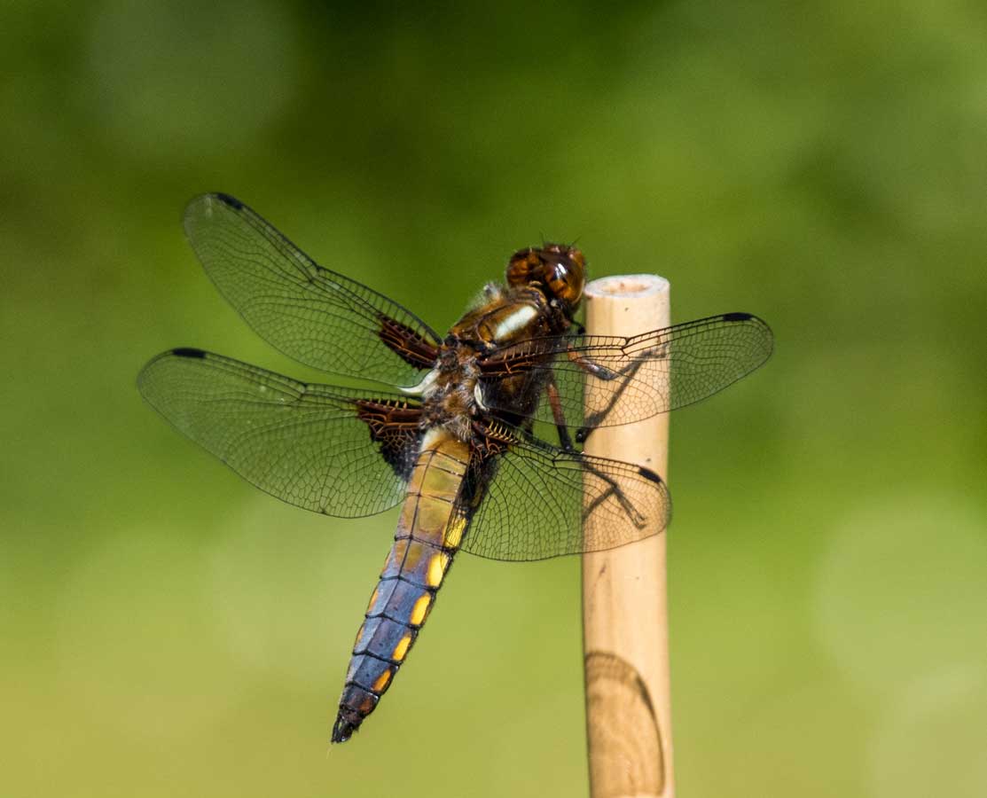 Libellula_depressa